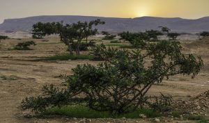 Young Living Farms In Asia - Arabian Frankincense Distillery Muscat Oman